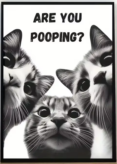 Affiche drôle de chat noir lisant le journal