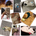 Jouets à mâcher pour chats avec herbe à chat – Jouet interactif en peluche pour chatons